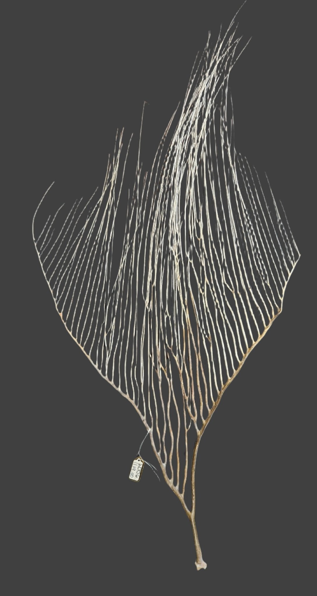 White Sea Fan Coral Whips - Various Sizes Available