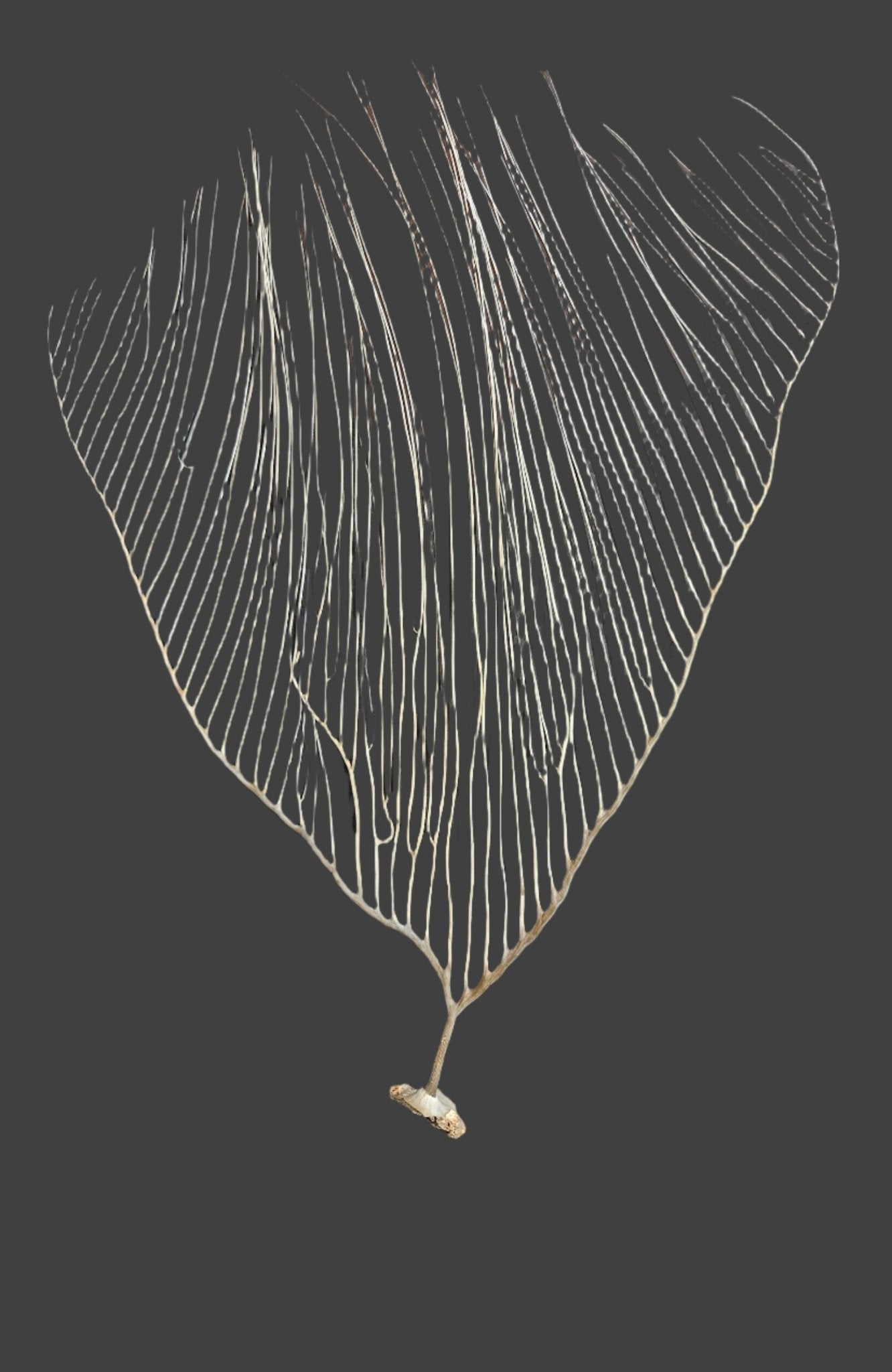 White Sea Fan Coral Whips - Various Sizes Available