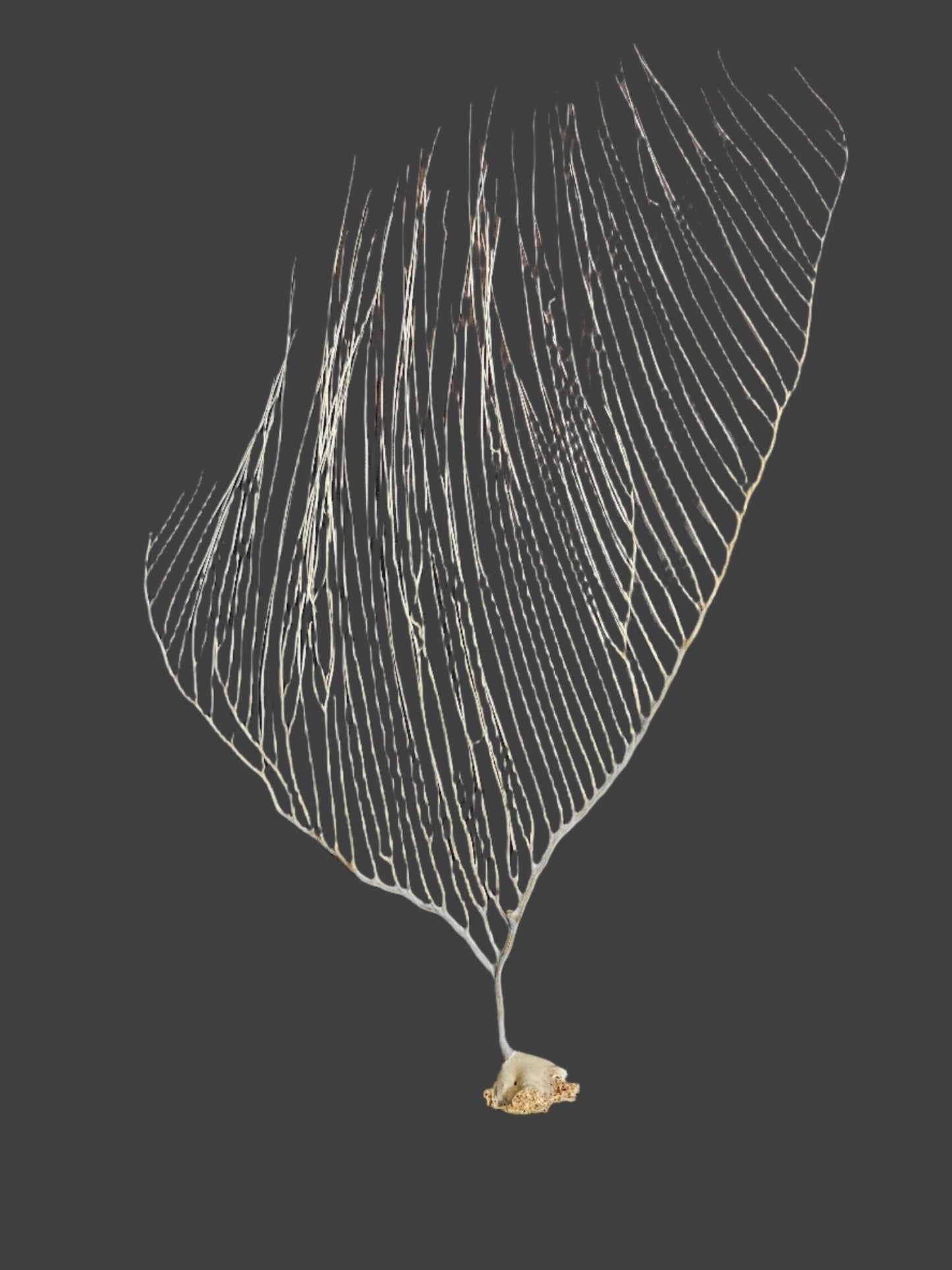 White Sea Fan Coral Whips - Various Sizes Available