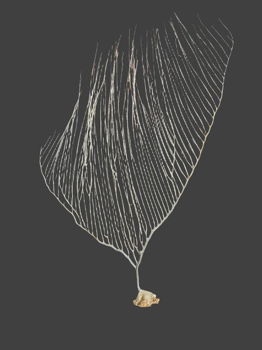 White Sea Fan Coral Whips - Various Sizes Available