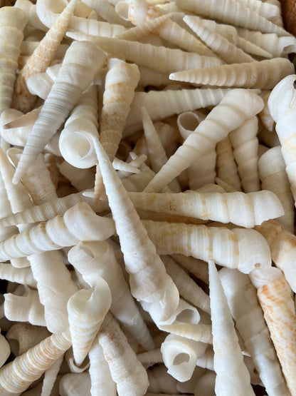White Terebra Turritella Auger Shell
