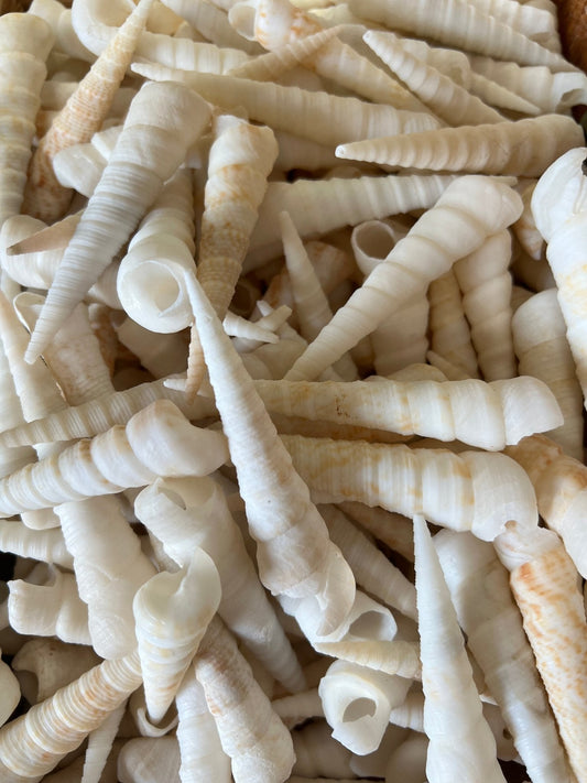 White Terebra Turritella Auger Shell