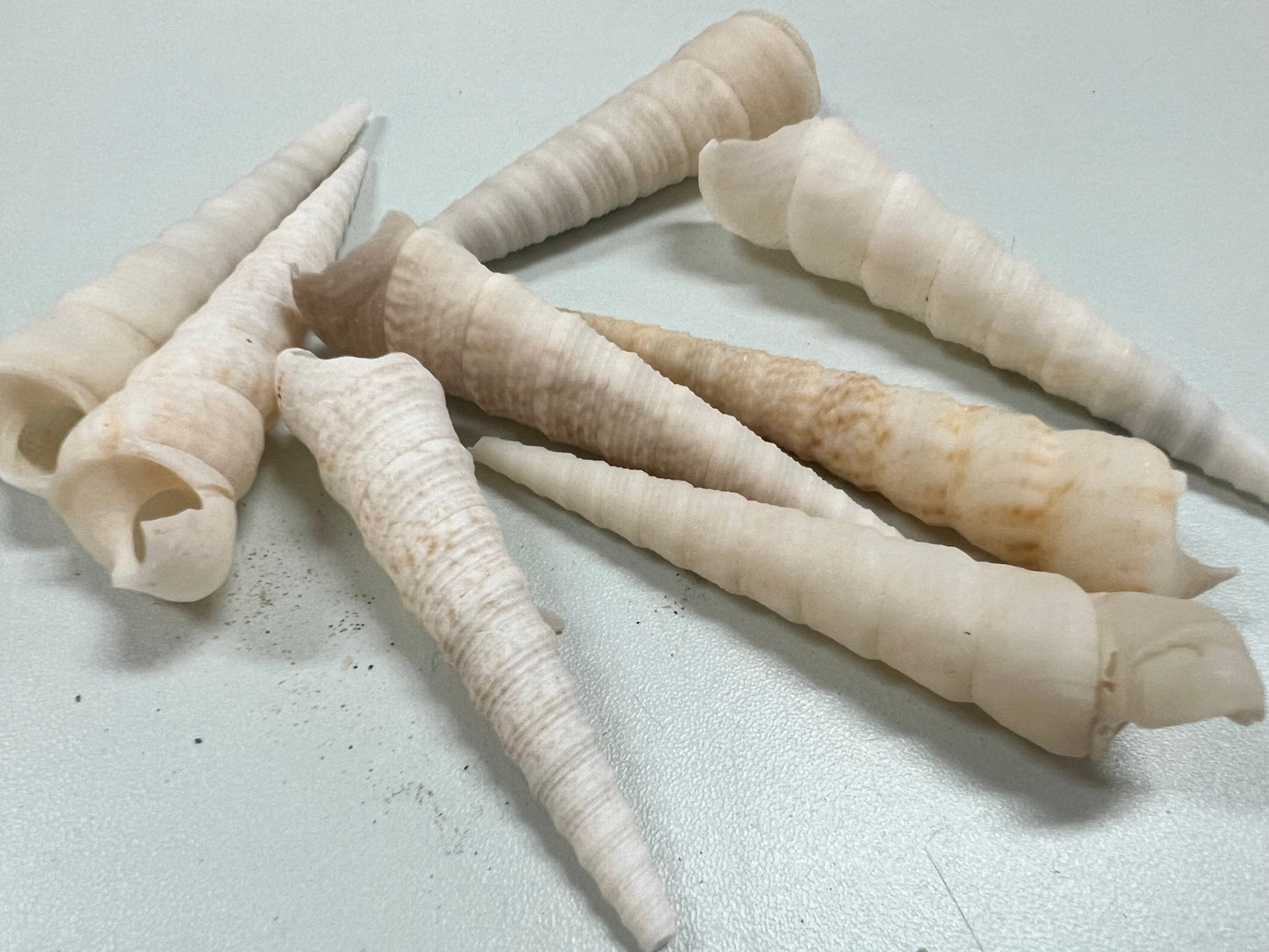 White Terebra Turritella Auger Shell