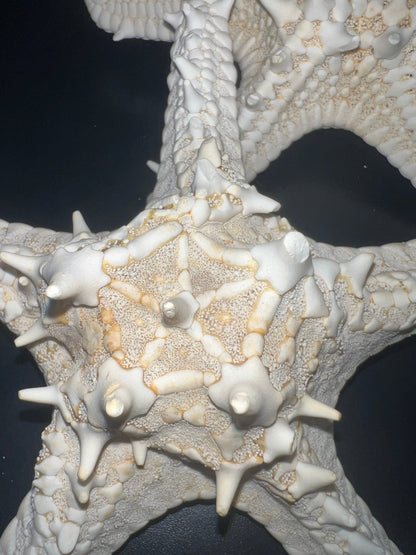 White Thorny Starfish