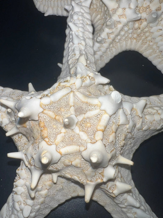 White Thorny Starfish