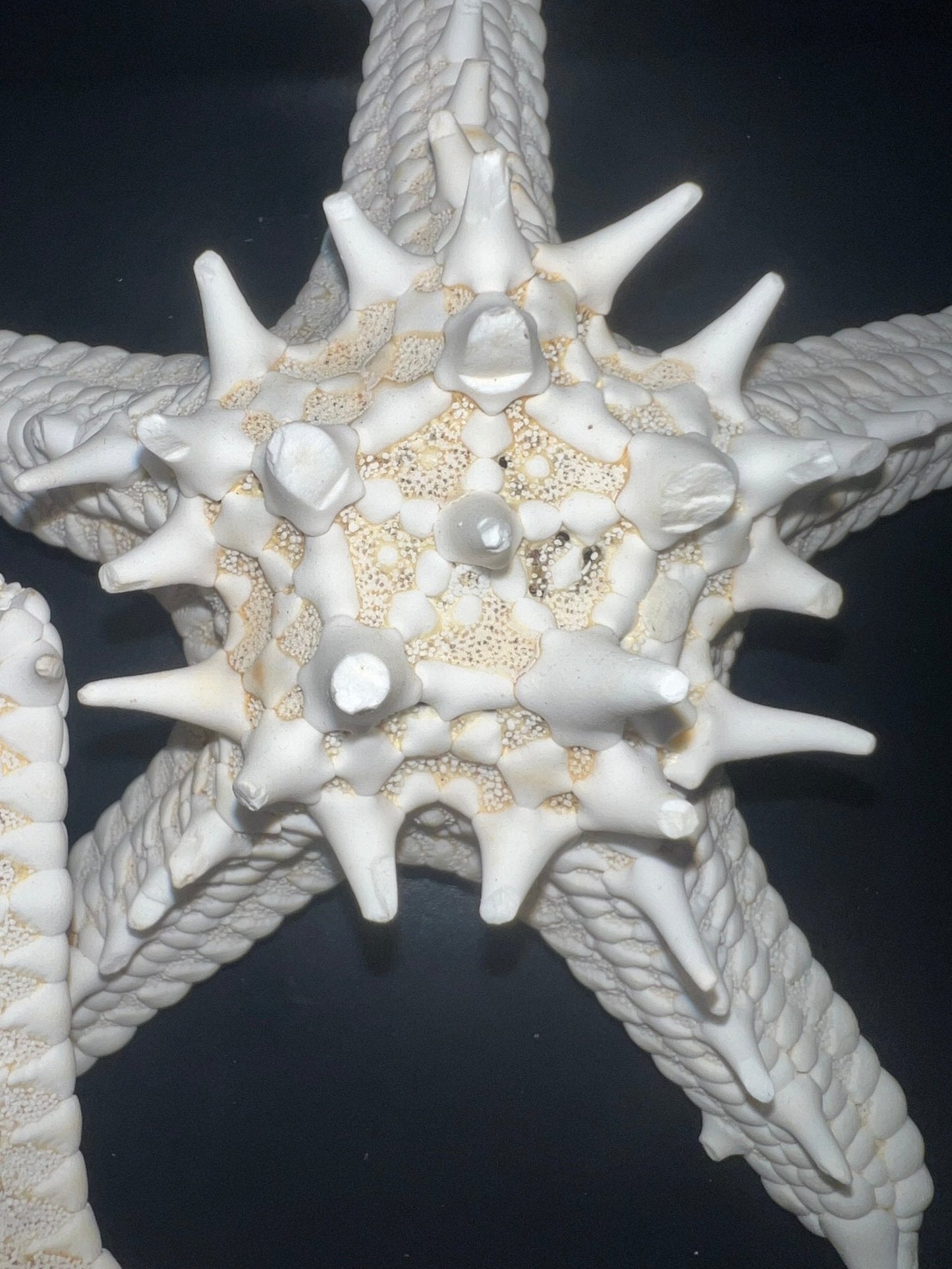 White Thorny Starfish