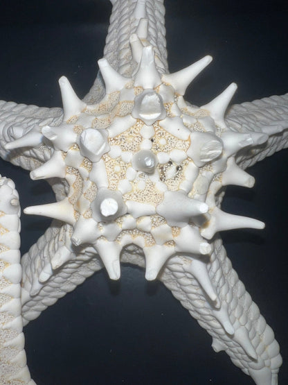 White Thorny Starfish