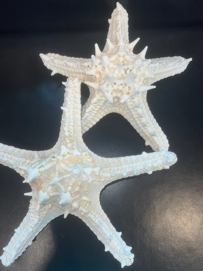 White Thorny Starfish