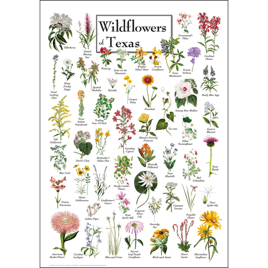 Wildflowers of Texas Poster – 19" x 27"