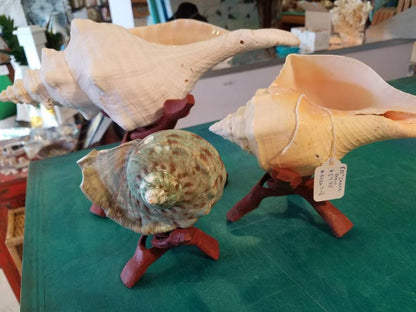 Wooden Display Stand- "Cobra Snake" for Shells, Rocks, Eggs