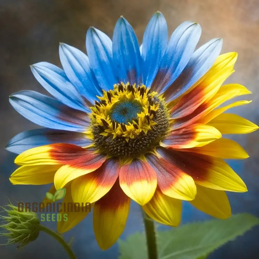 Yellow Blue Blooms to Your Garden, Planting Guide for Yellow Blue Sunflower Seeds