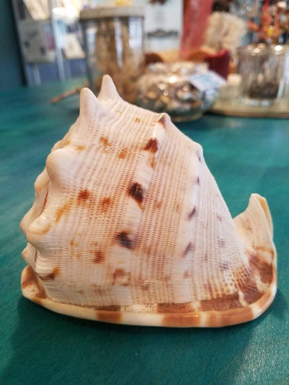 Yellow Helmet Shell Cassis Cornuta 4-5"