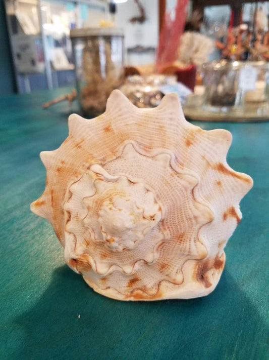 Yellow Helmet Shell Cassis Cornuta 4-5"