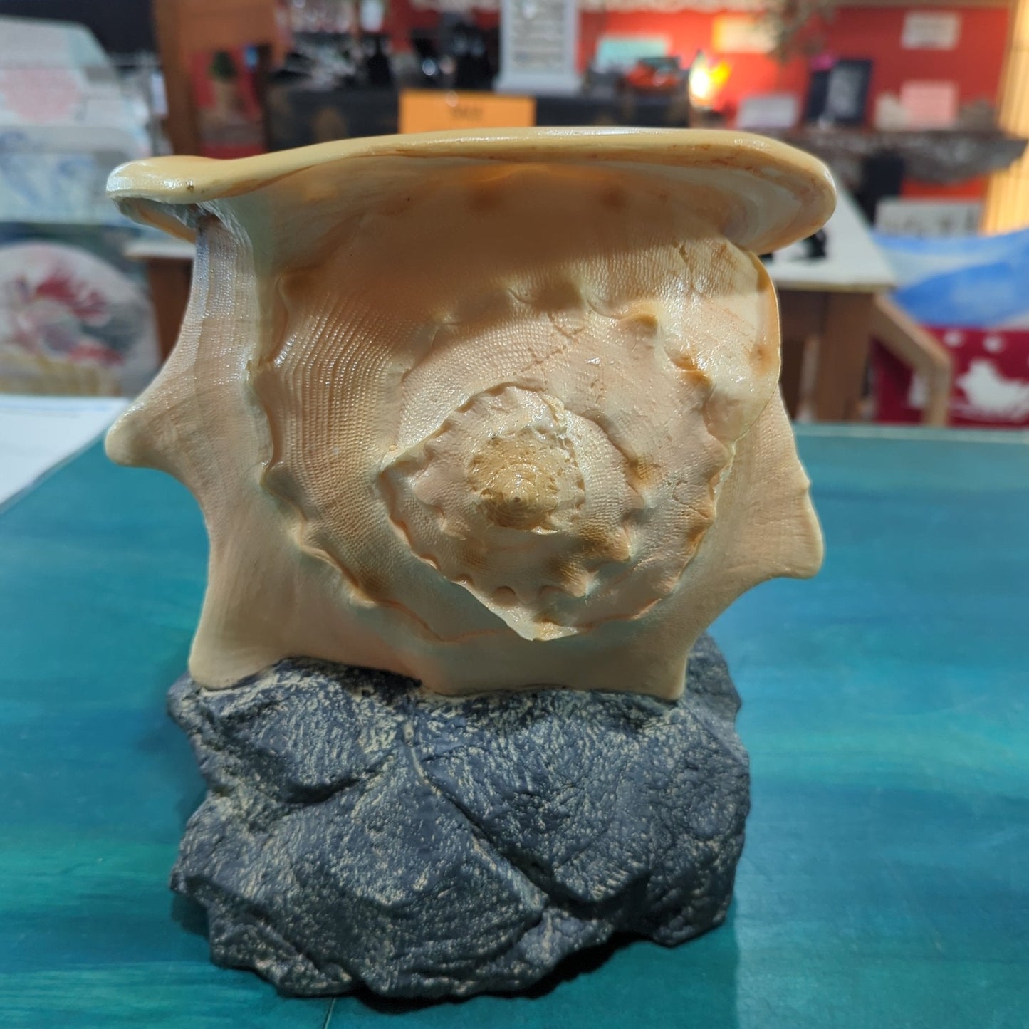 Yellow Helmet Shell on rock base