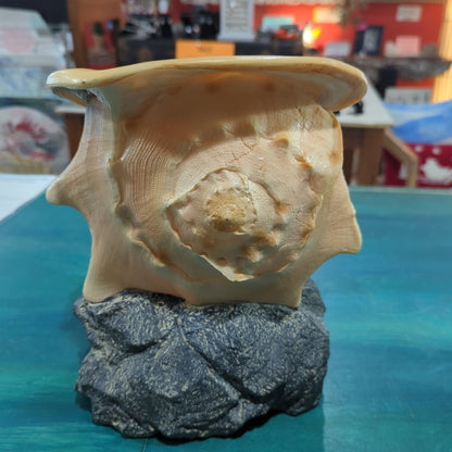 Yellow Helmet Shell on rock base