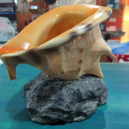 Yellow Helmet Shell on rock base