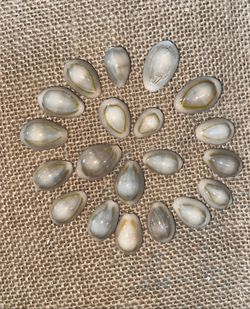 Yellow Ring Top Cowrie Shell