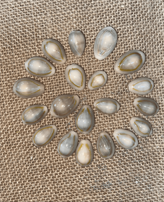 Yellow Ring Top Cowrie Shell
