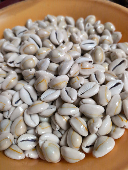 Yellow Ring Top Cowrie Shell (Grade A)