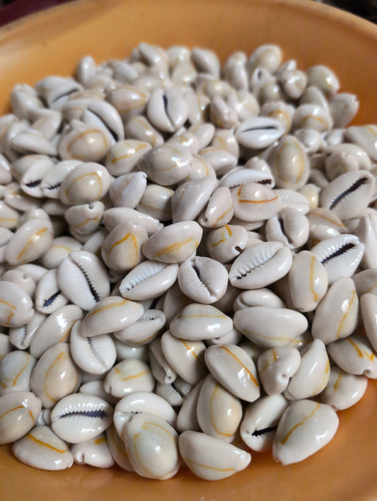 Yellow Ring Top Cowrie Shell (Grade A)