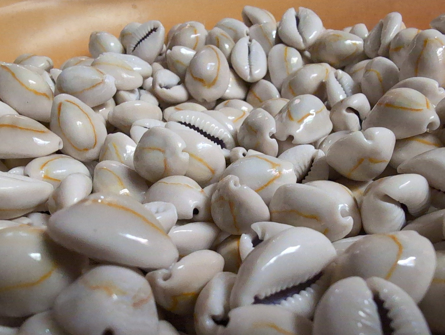 Yellow Ring Top Cowrie Shell (Grade A)