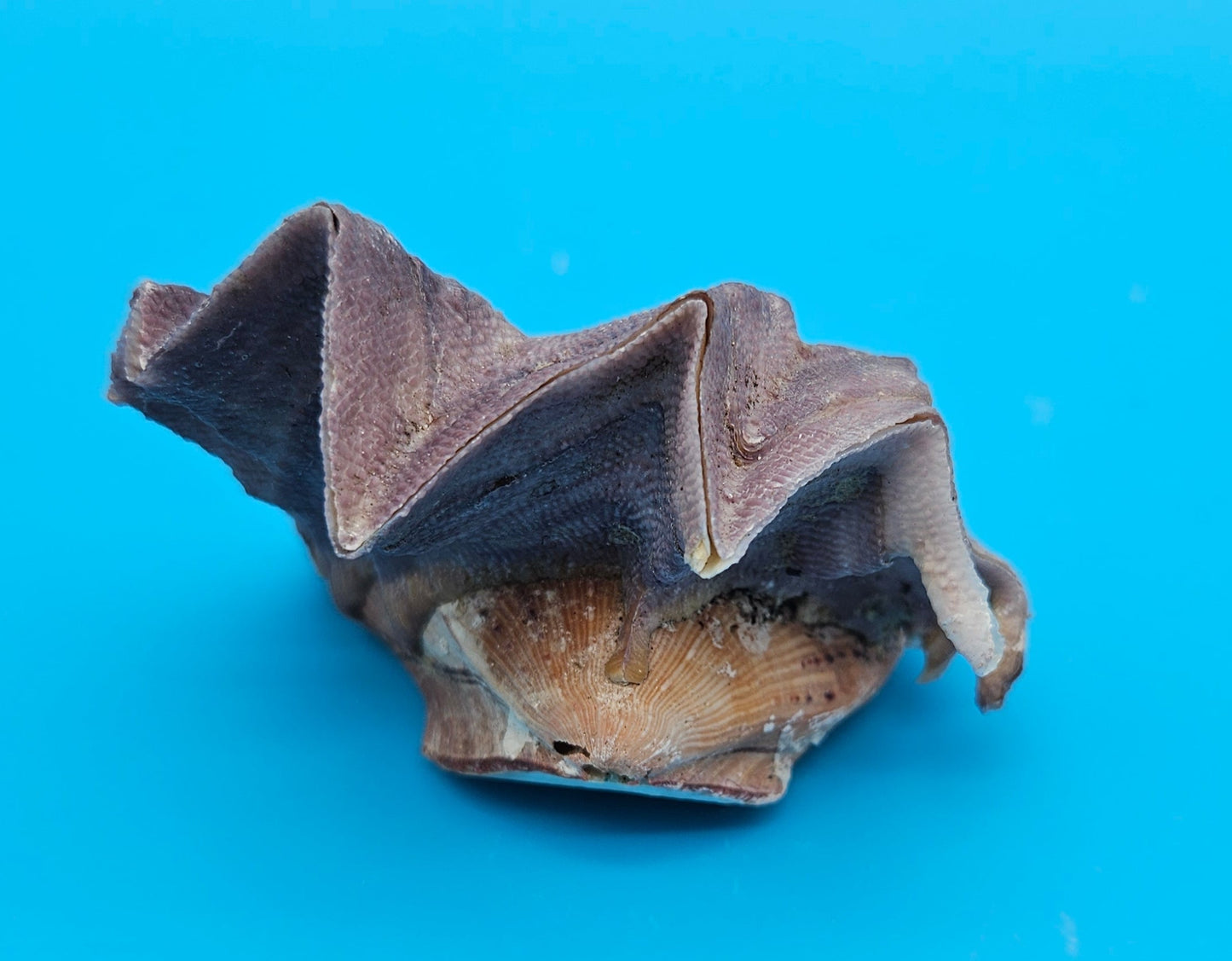 Small Cockscomb (Zigzag) Oyster – Lopha cristagalli