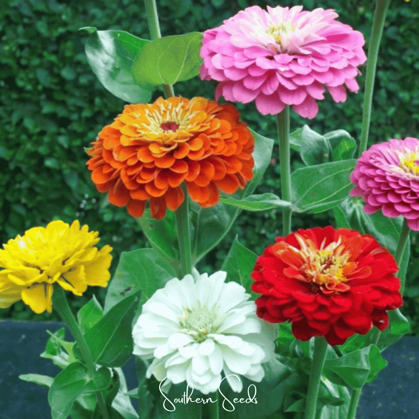 Dahlia Flowered Zinnia – 100 Seeds