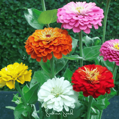 Dahlia Flowered Zinnia – 100 Seeds