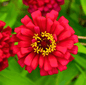 Meteor Zinnia – 100 Seeds