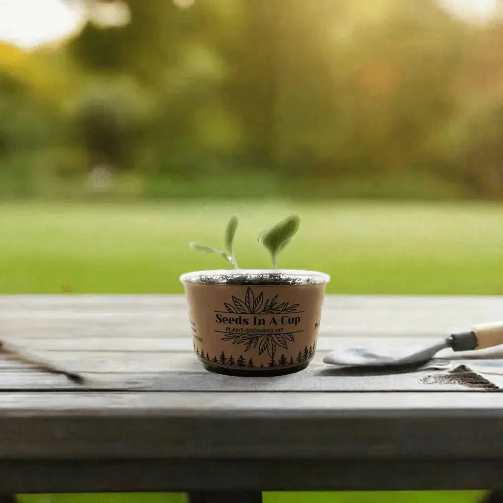 Zucchini | Plant Seed Starter Grow Kit | Seeds In A Cup®