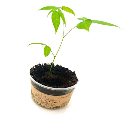 Onion | Plant Seed Starter Grow Kit | Seeds In A Cup®