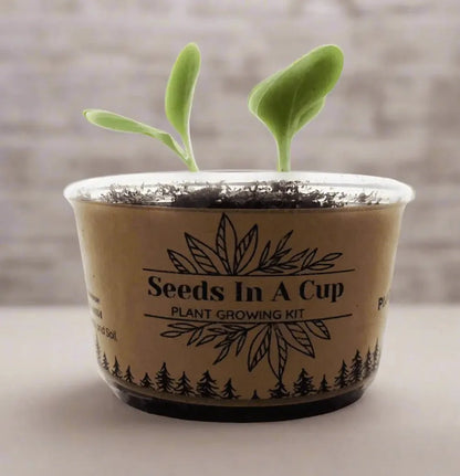 American Wisteria | Plant Seed Starter Grow Kit | Seeds In A Cup®