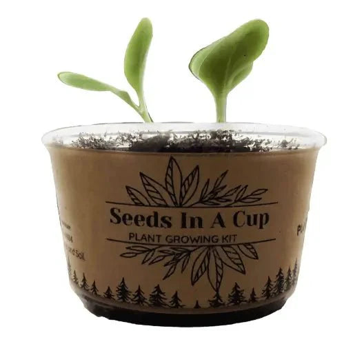 American Elm Tree  |  Seed Starter Grow Kit  |  Seeds In A Cup®
